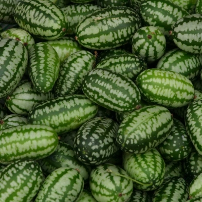 Picture of Cucamelon